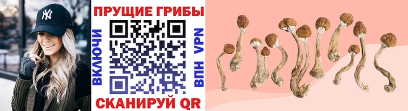 Псилоцибиновые грибы GOLDEN TEACHER Яровое